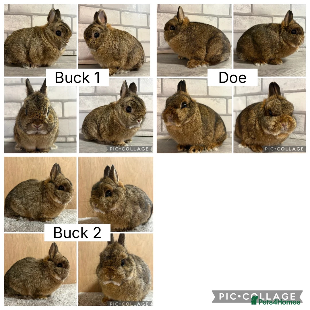 Netherland Dwarf rabbits for sale: Netherland Dwarf Adults for sale  - Advert 1