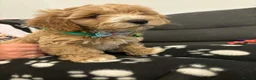 Havapoo dogs for sale:  READY TO GO afterTuesdayLovely havapoos,2Girls1Bo - Advert 10