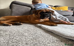 Boxer dogs for sale: Beautiful girl deserves the world 8 months old - Image 14