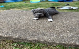 Shar Pei dogs for sale: 1 Black girl left  - Image 17