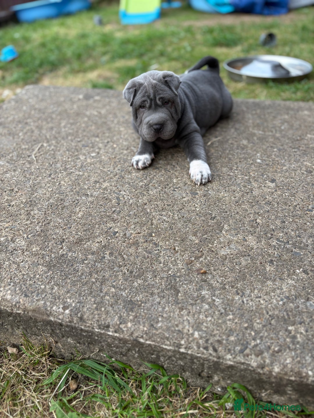 Shar Pei dogs for sale: 1 Black girl left  - Image 17