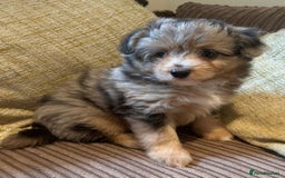 Pomapoo dogs for sale: Toy pomapoos - Image 1