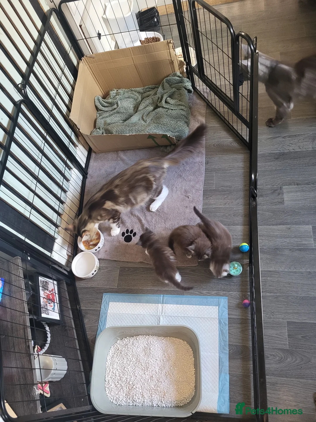 Maine Coon cats for sale: 3 MaineCoon Kittens 😸  - Advert 2