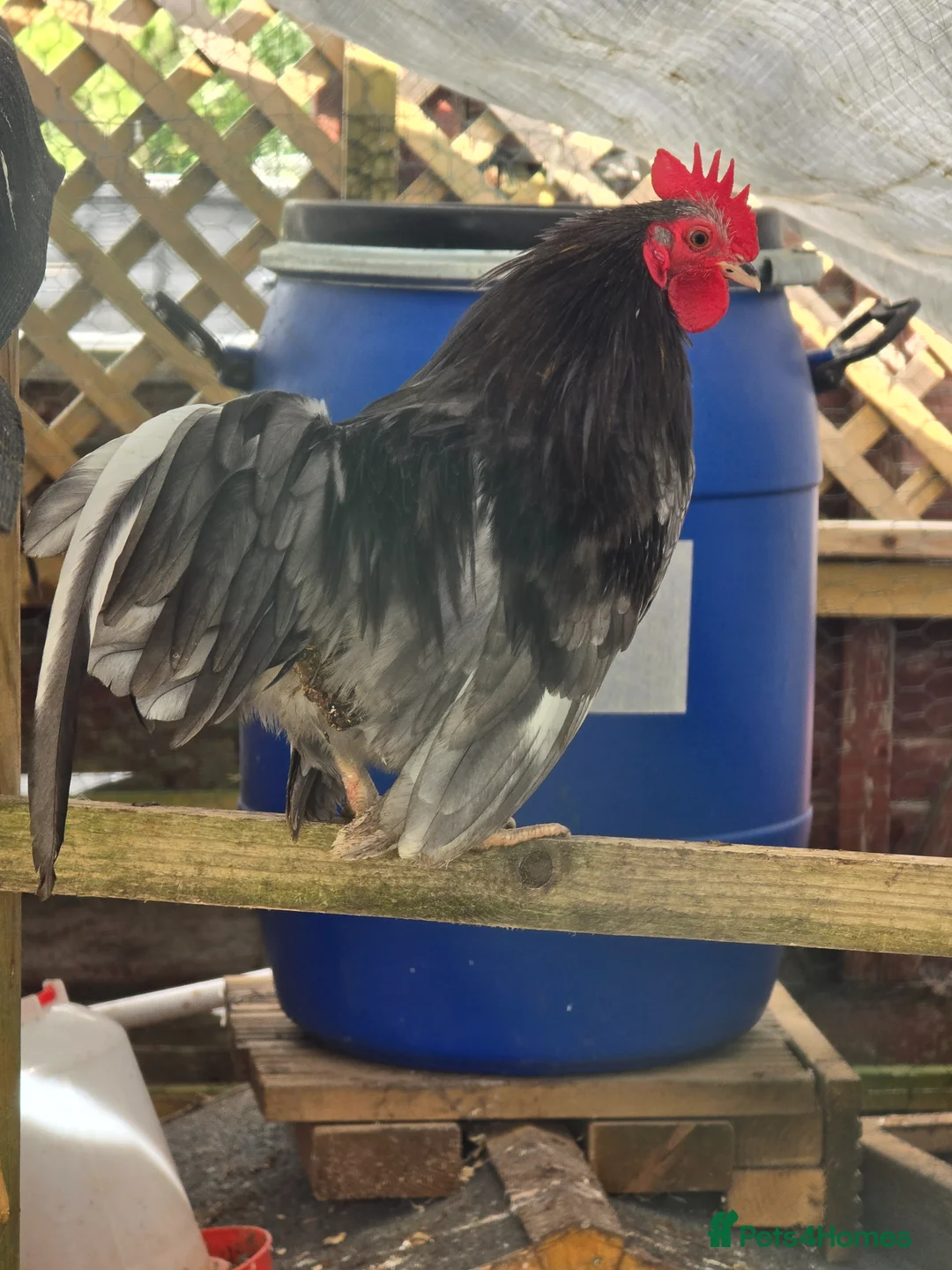 Chickens poultry for sale: Malaysian serama & pekin bantams. - Advert 1