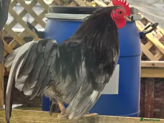 Chickens poultry Malaysian serama & pekin bantams. - Advert 15