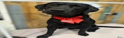 Labrador Retriever dogs for sale: KC Labrador Retriever Hooch - Advert 1