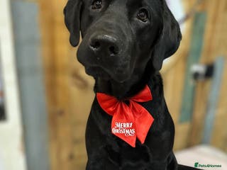 Labrador Retriever dogs KC Labrador Retriever Hooch - Advert 7