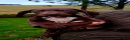German Shorthaired Pointer dogs for sale: GSP puppies READY NOW - Advert 10