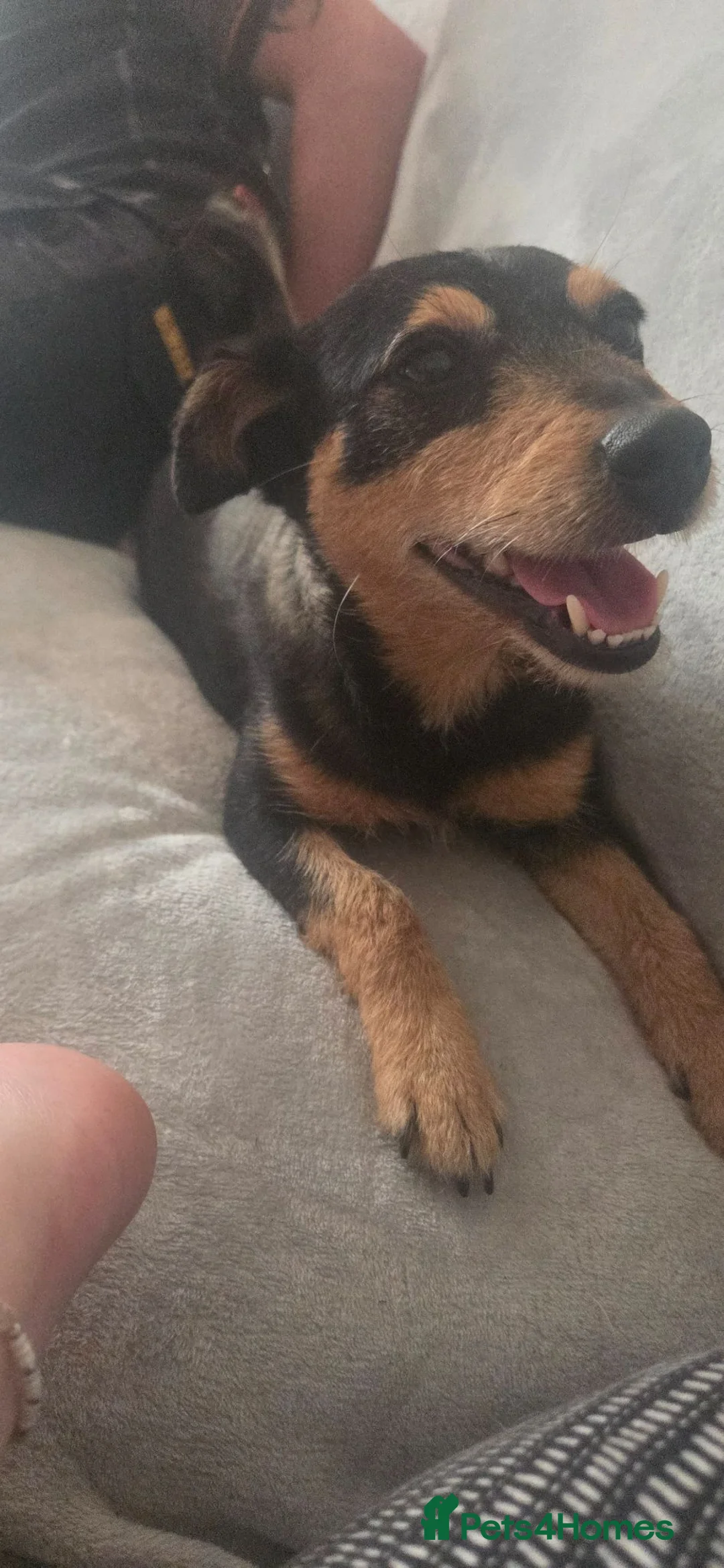 Jackapoo dogs for sale: F1 Jackapoo puppies - Advert 2