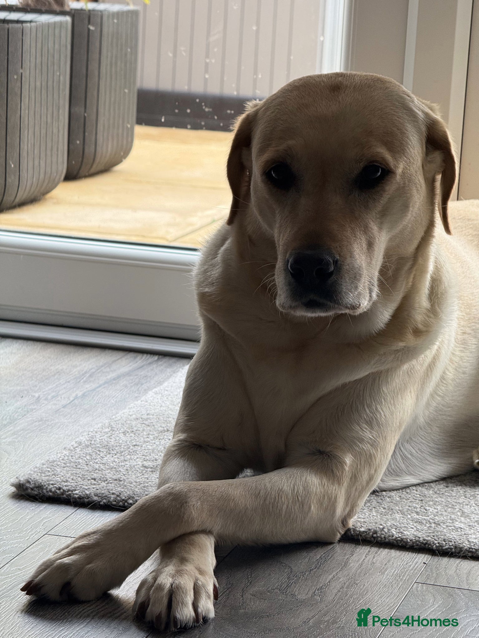 Labrador Retriever dogs for sale: Bella – 5-year-old Labrador looking for a new home in Doncaster - Advert 4