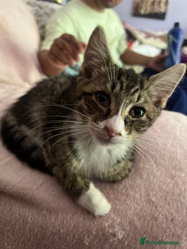 Gallery Image {{count}}