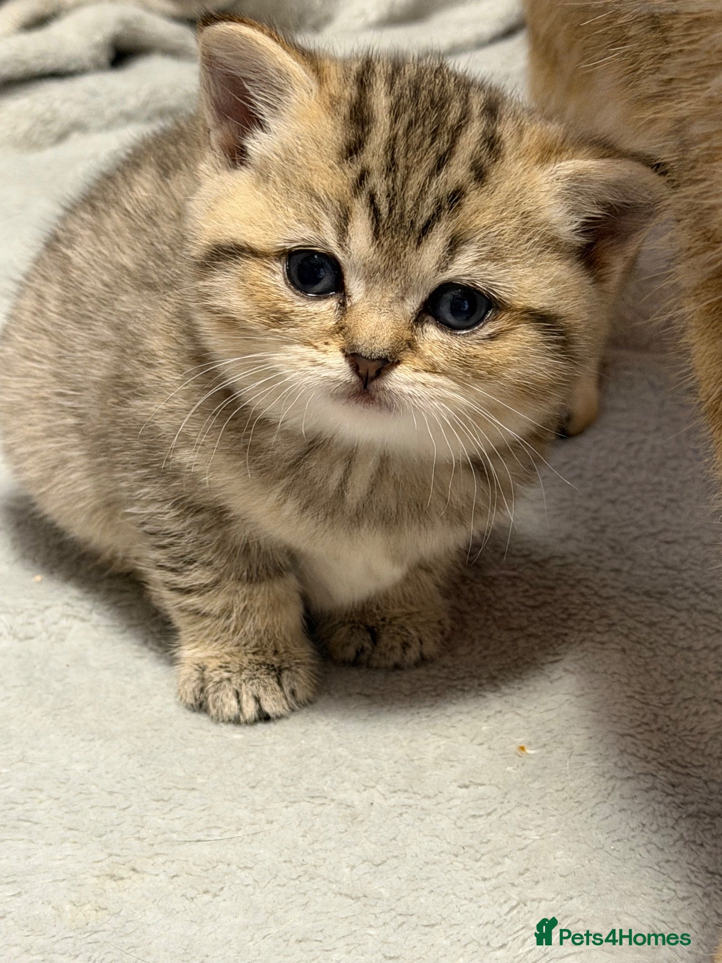 British Shorthair cats Beautiful British Shorthair Girl - Advert 1