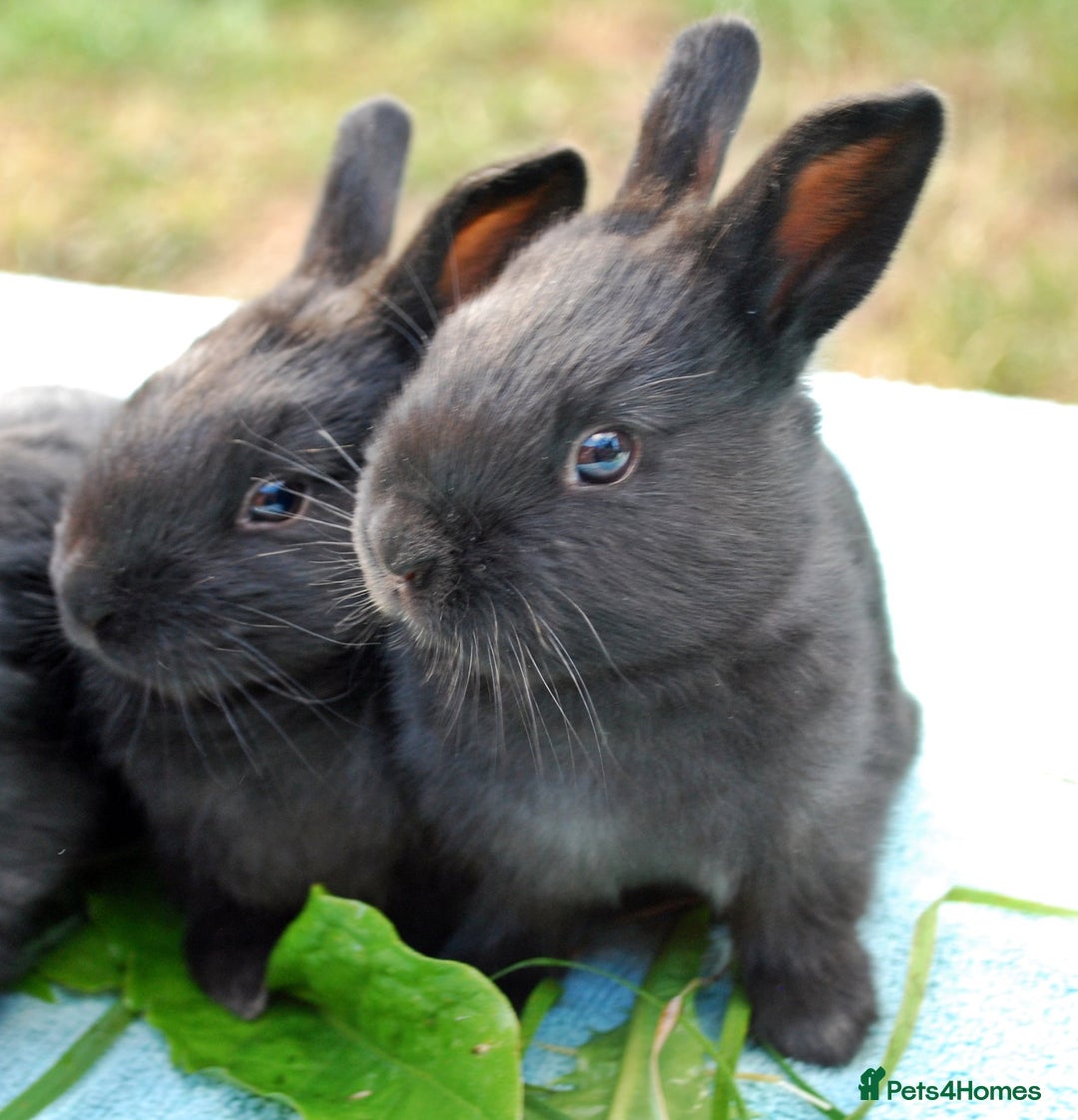 Mixed Breed rabbits for sale: English X New Zealand White babies - Image 13