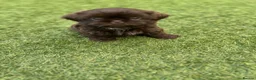 Shih Tzu dogs for sale: Stunning Solid Chocolate Kc Imperial Pups - Advert 12