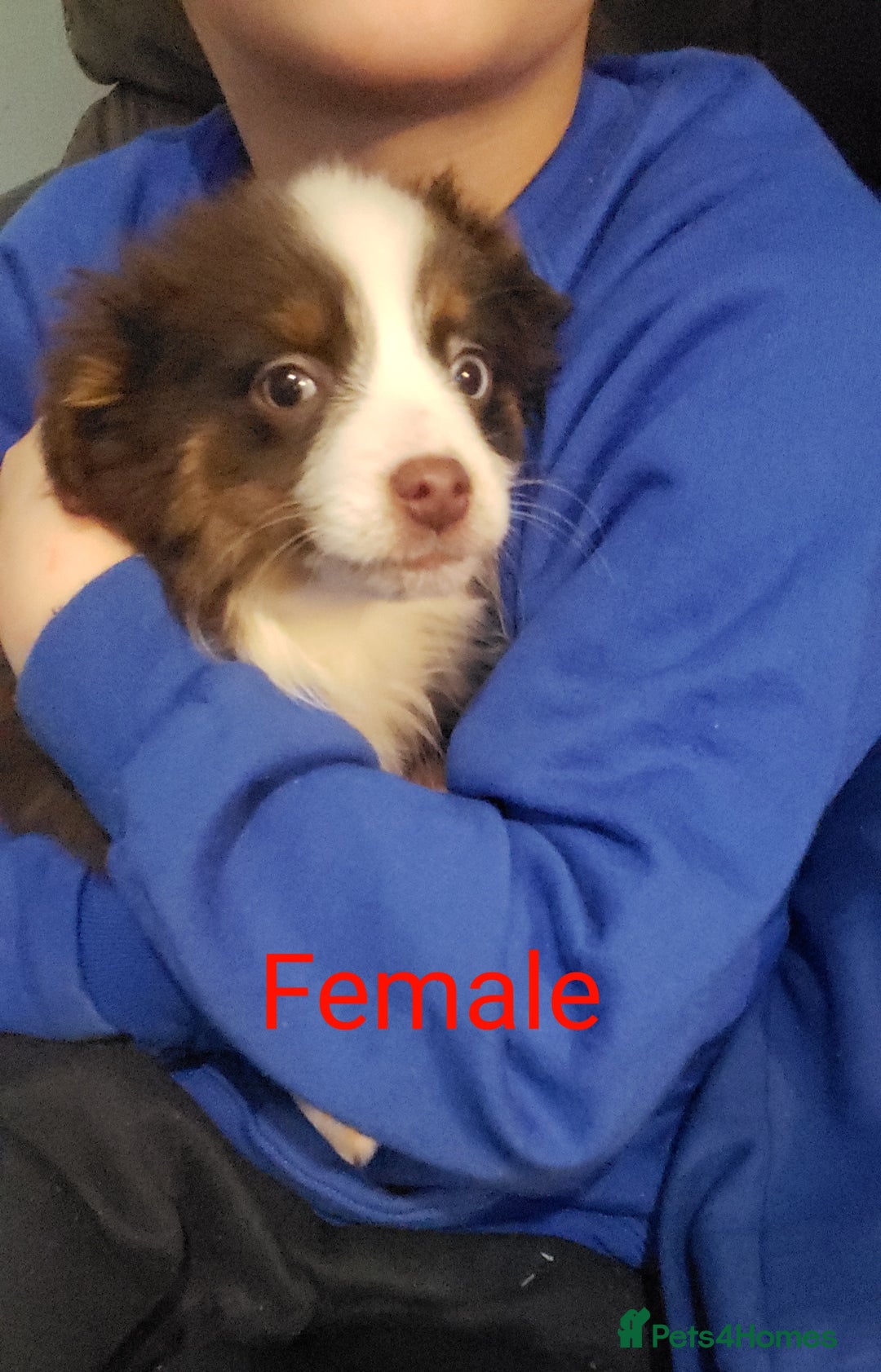 Australian Shepherd dogs for sale: Miniature Australian Shepherds ASDRegistered - Advert 5