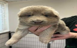 German Shepherd dogs for sale: 8 Beautiful German Shepherd kc reg pups - Image 6