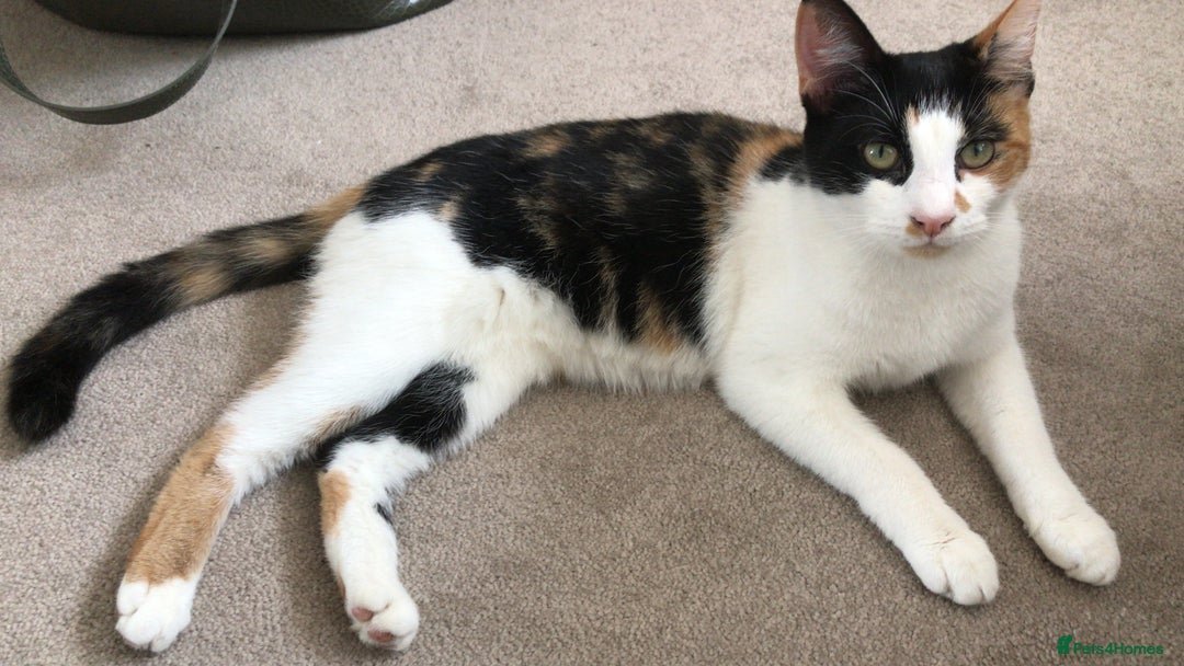 Mixed Breed cats for sale: Gorgeous little lady needs new home - Image 1