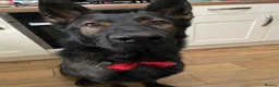 German Shepherd dogs for stud: Pure bred Working line German shepherd for stud in Nottingham - Advert 2