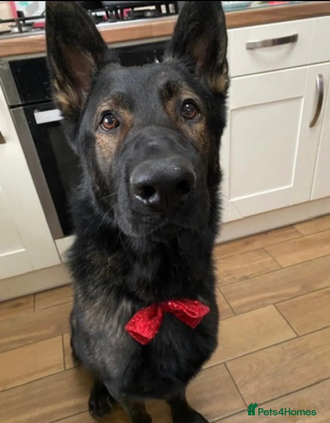 German Shepherd dogs for stud: Pure bred Working line German shepherd for stud in Nottingham - Advert 2
