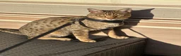 Savannah cats for sale: Savannah F4 girls - Advert 5