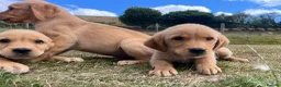 Goldador dogs for sale: Beautiful Goldador Puppies - Advert 17
