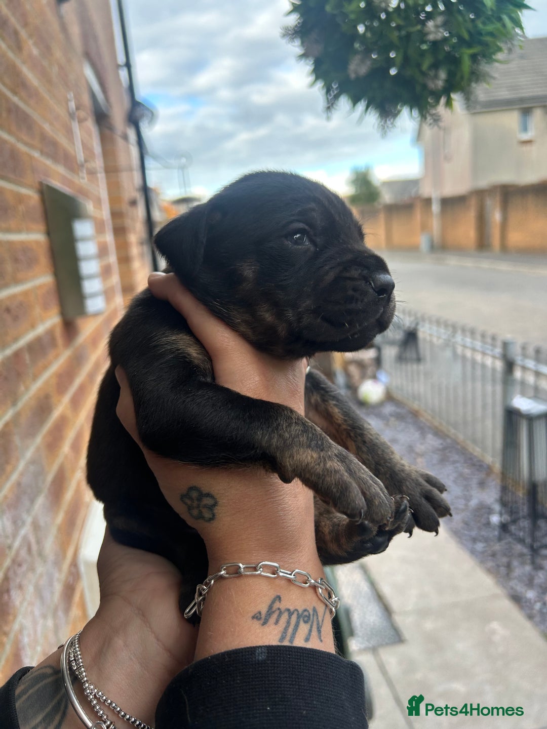 Mixed Breed dogs for sale: Doberman x cane corso  - Image 19
