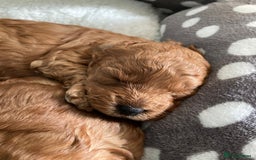 Cockapoo dogs for sale: f1b tiny cockapoo puppies - Image 16