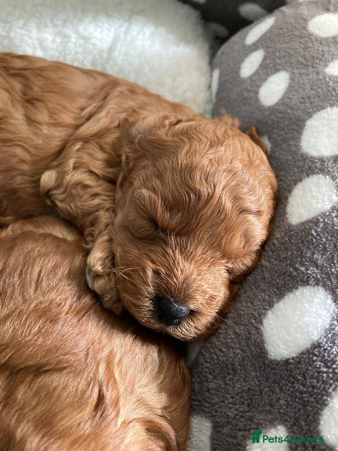 Cockapoo dogs for sale: f1b tiny cockapoo puppies - Image 16