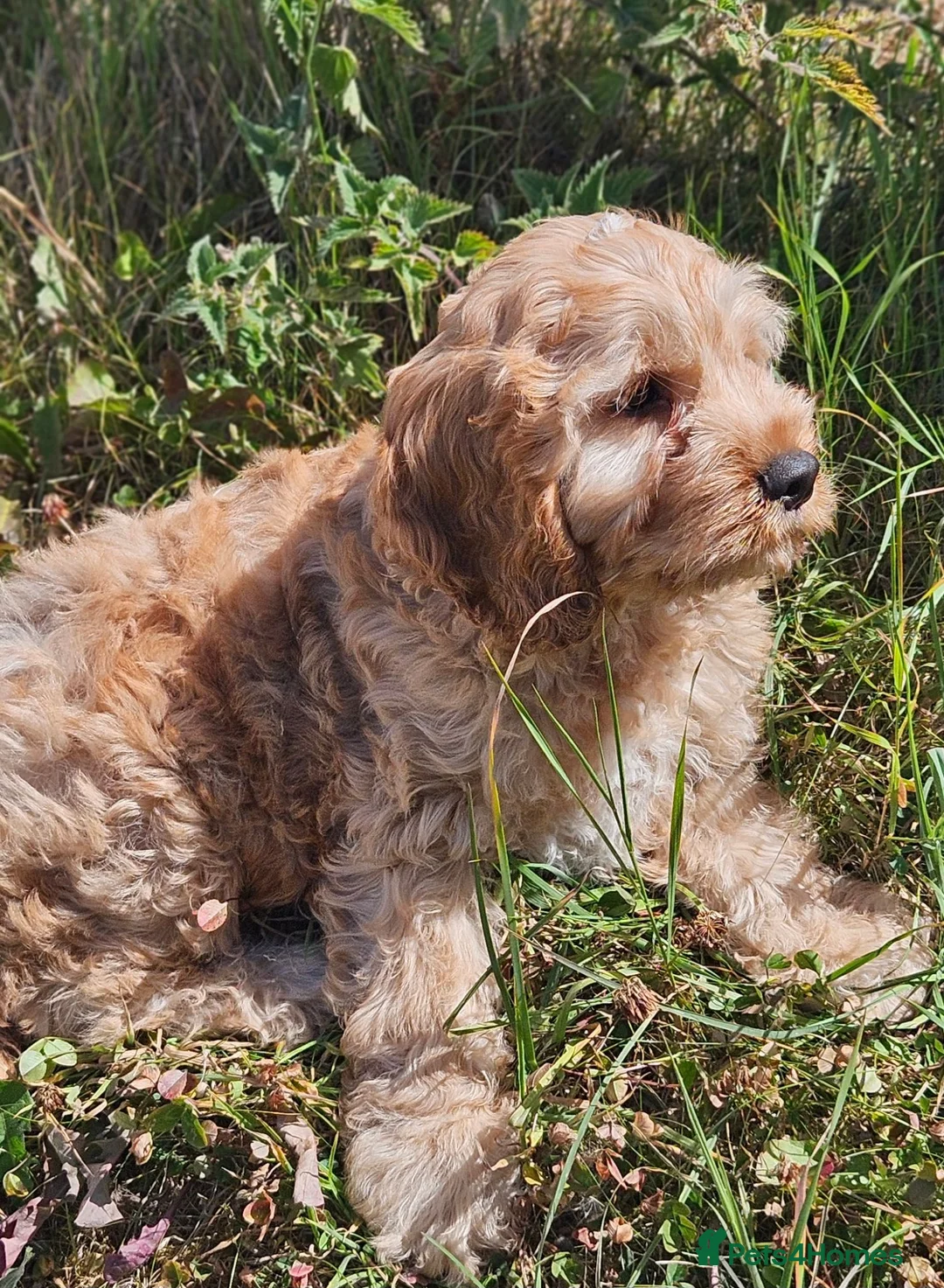 Mixed Breed dogs for sale: Lovely cockapoo x cockailer puppies for sale  - Advert 1