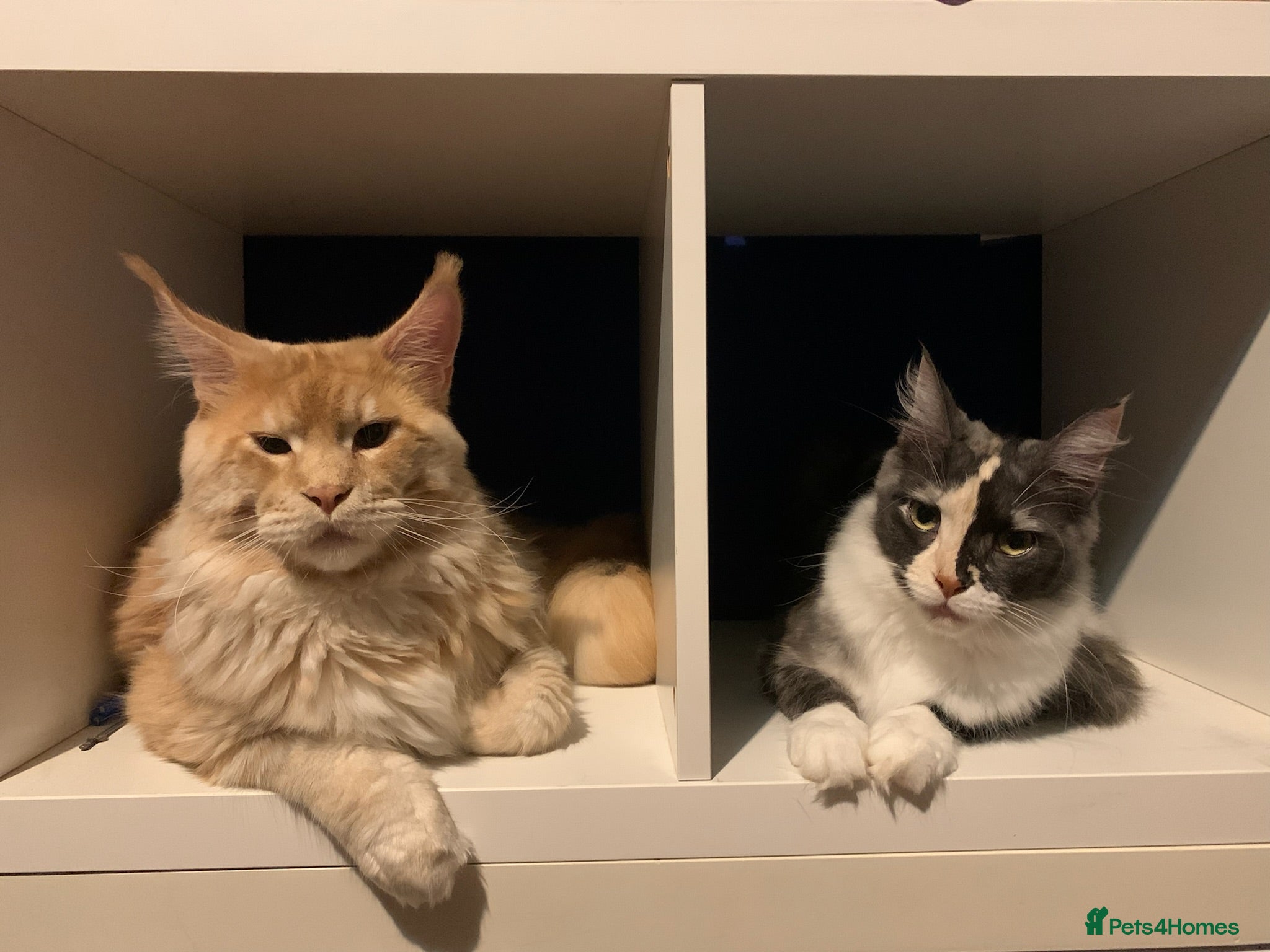 Maine Coon cats for sale: Male Maine Coon Pedigree Kitten. GCCF. Red Smoke - Advert 8