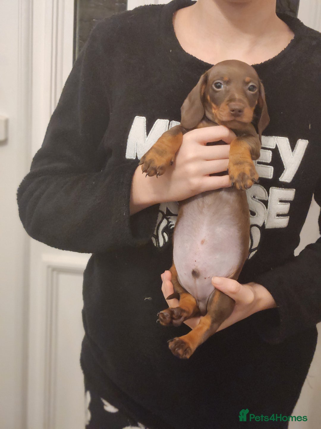 Dachshund dogs for sale: Miniture dashounds - Advert 3