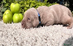 Cane Corso dogs for sale: Exceptional litter, Italian Cane Corsos, ICCF Peds - Image 4