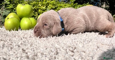 Cane Corso dogs - Advert 8