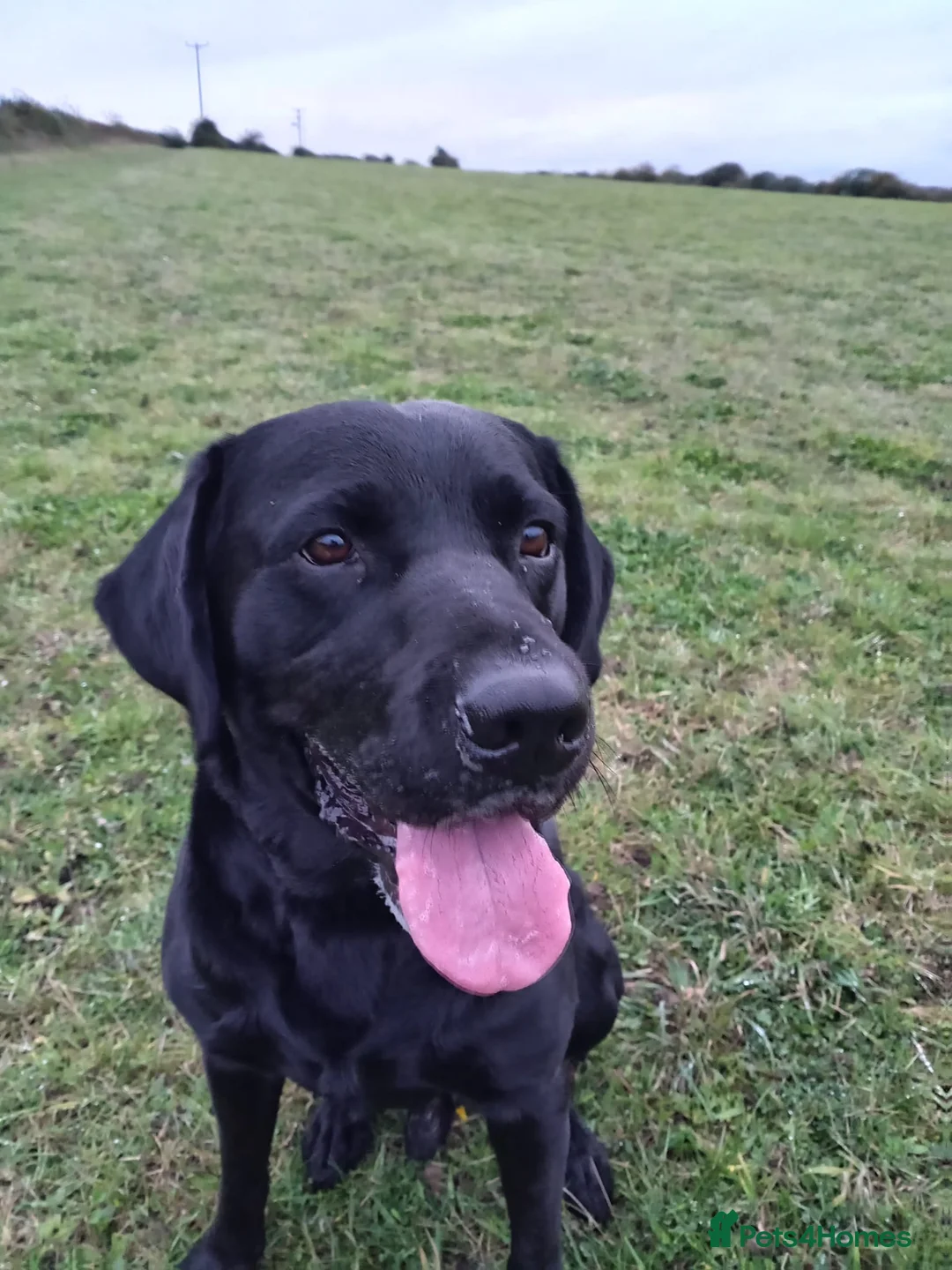 Labrador Retriever dogs for sale: KC reg yellow & black Labrador puppies socialised - Advert 39