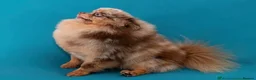 Pomeranian dogs for sale: Gorgeous small Pomeranian puppies 🐻 - Advert 8