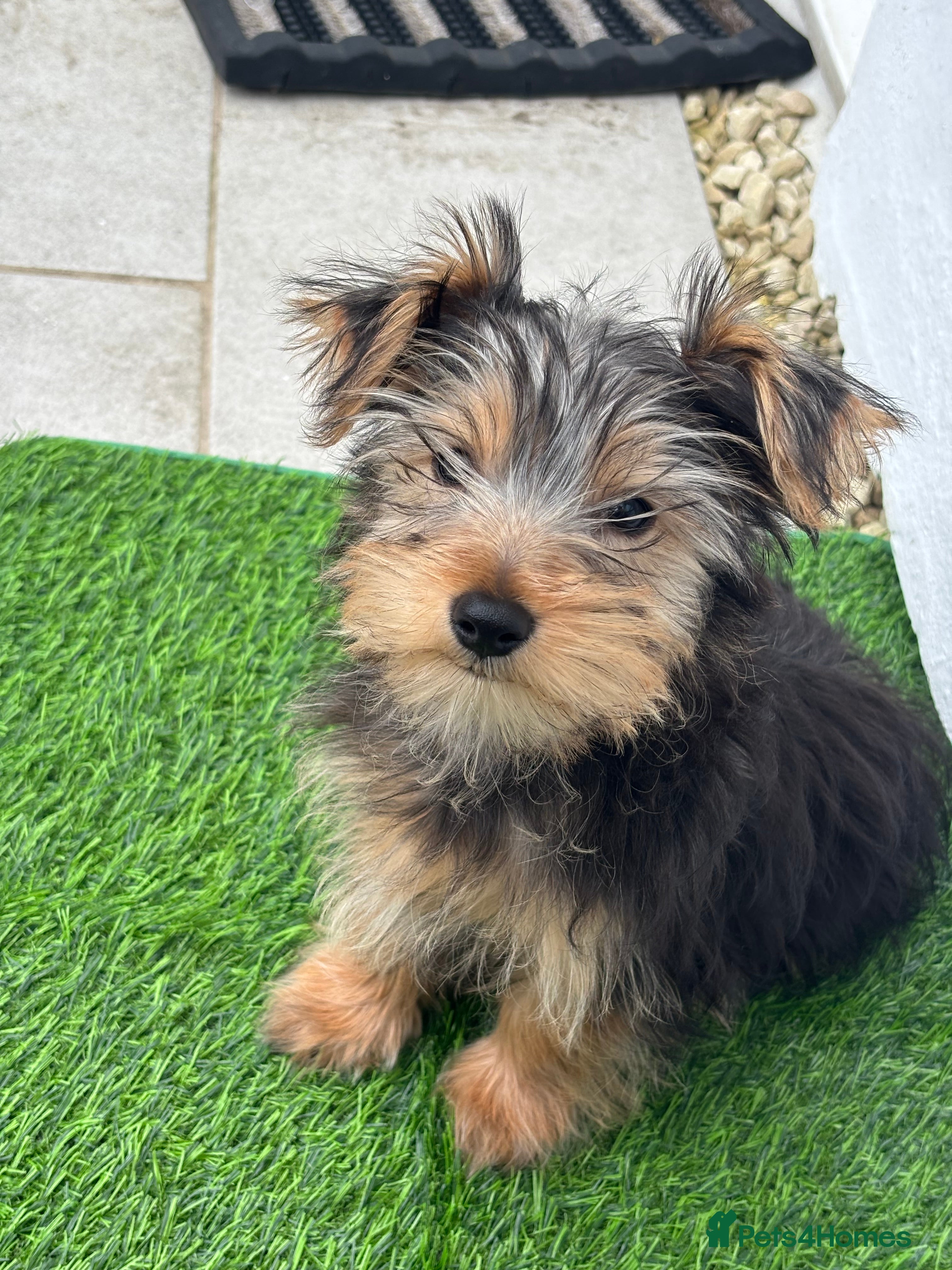 Yorkshire Terrier dogs Female Yorkshire Terrier  - Advert 2