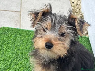 Yorkshire Terrier dogs Female Yorkshire Terrier - Advert 2