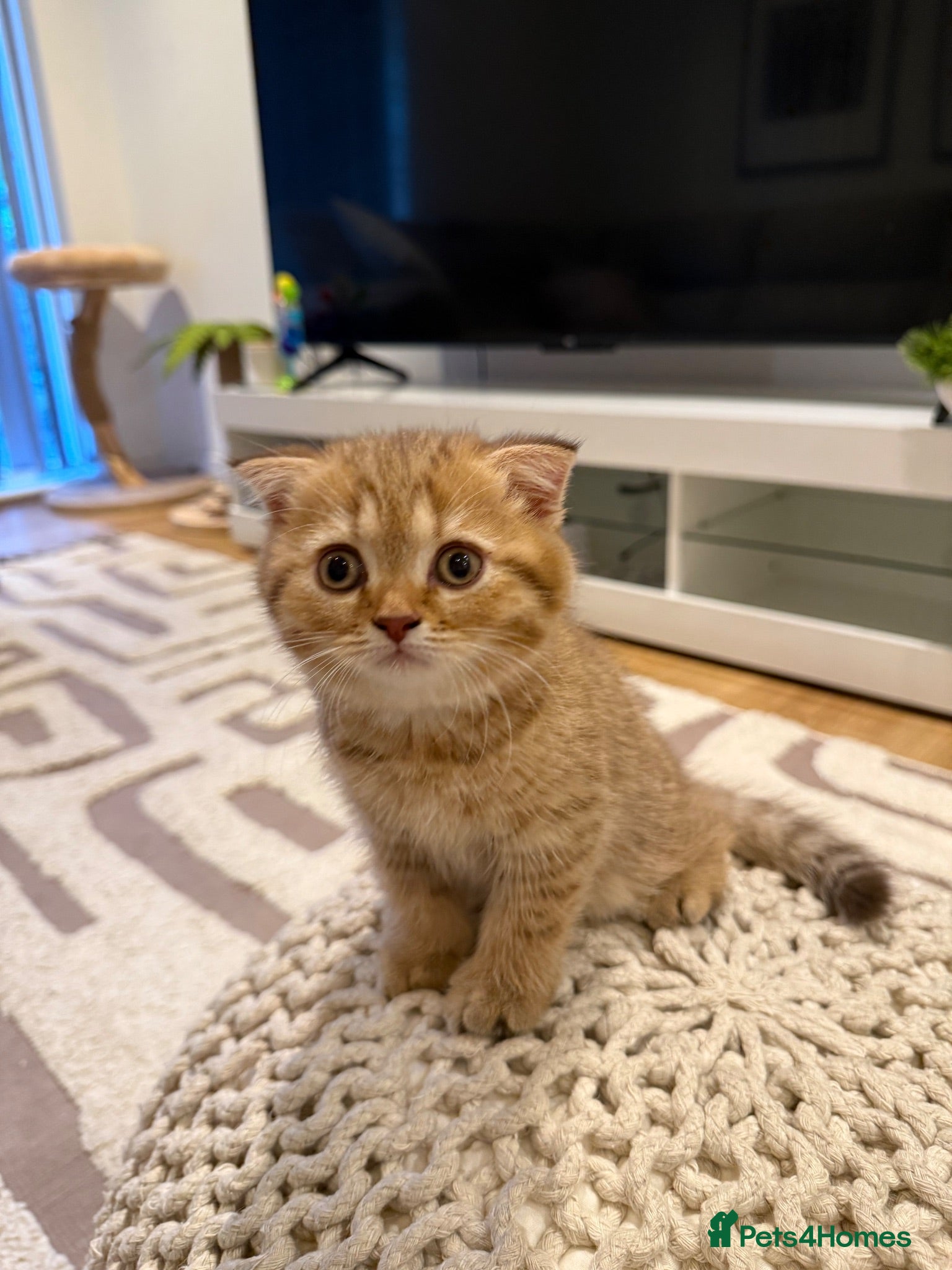 Scottish Fold cats Adorable British shorthair kittens rare  - Advert 6