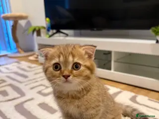 Scottish Fold cats Adorable British shorthair kittens rare - Advert 8