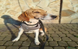Mixed Breed dogs for adoption: ❤️🐶Radna elegant 2 yo Estonian Hound❤️🐶 - Advert 10