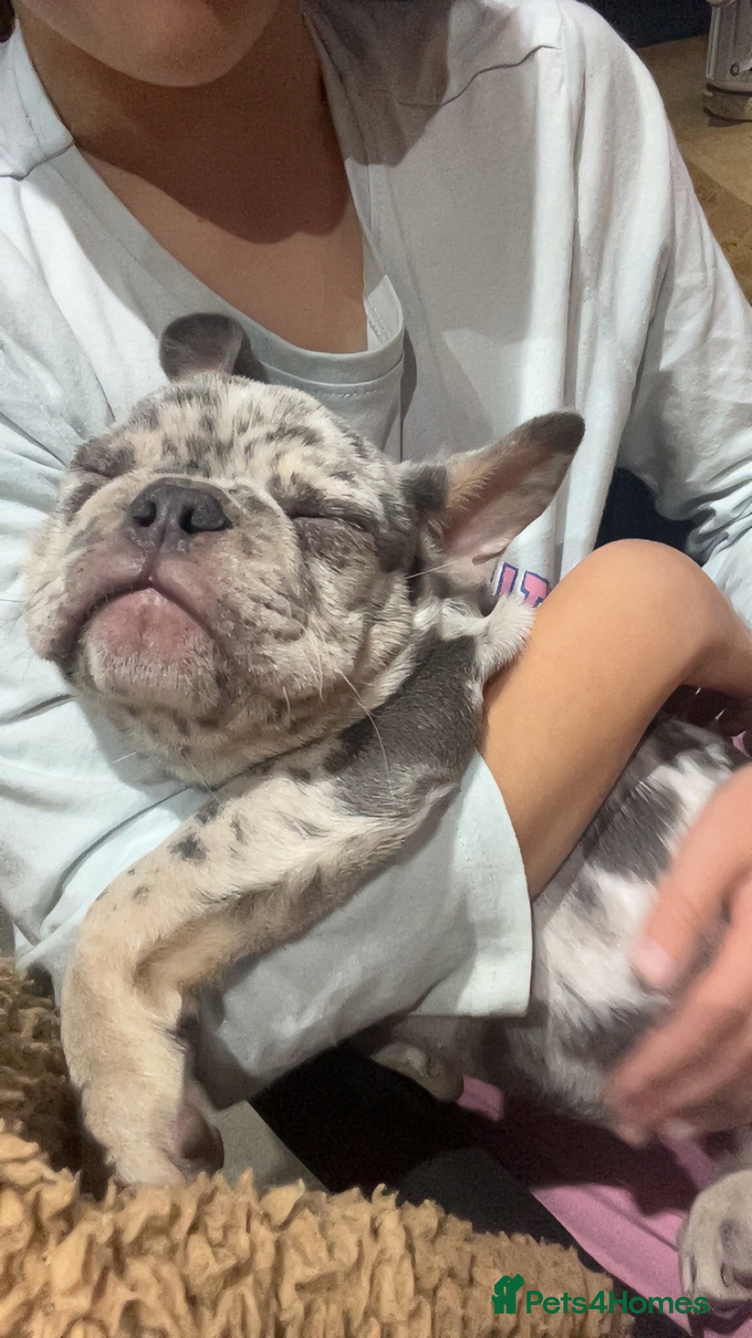 French Bulldog dogs for sale: French bull dog puppy  - Image 9