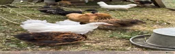 Chickens poultry for sale: Pekin Bantam  in Bury Saint Edmunds - Advert 3