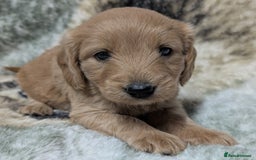 Mini Goldendoodle dogs for sale: Beautiful Mini Goldador Doodle puppies, DNA clear - Image 6