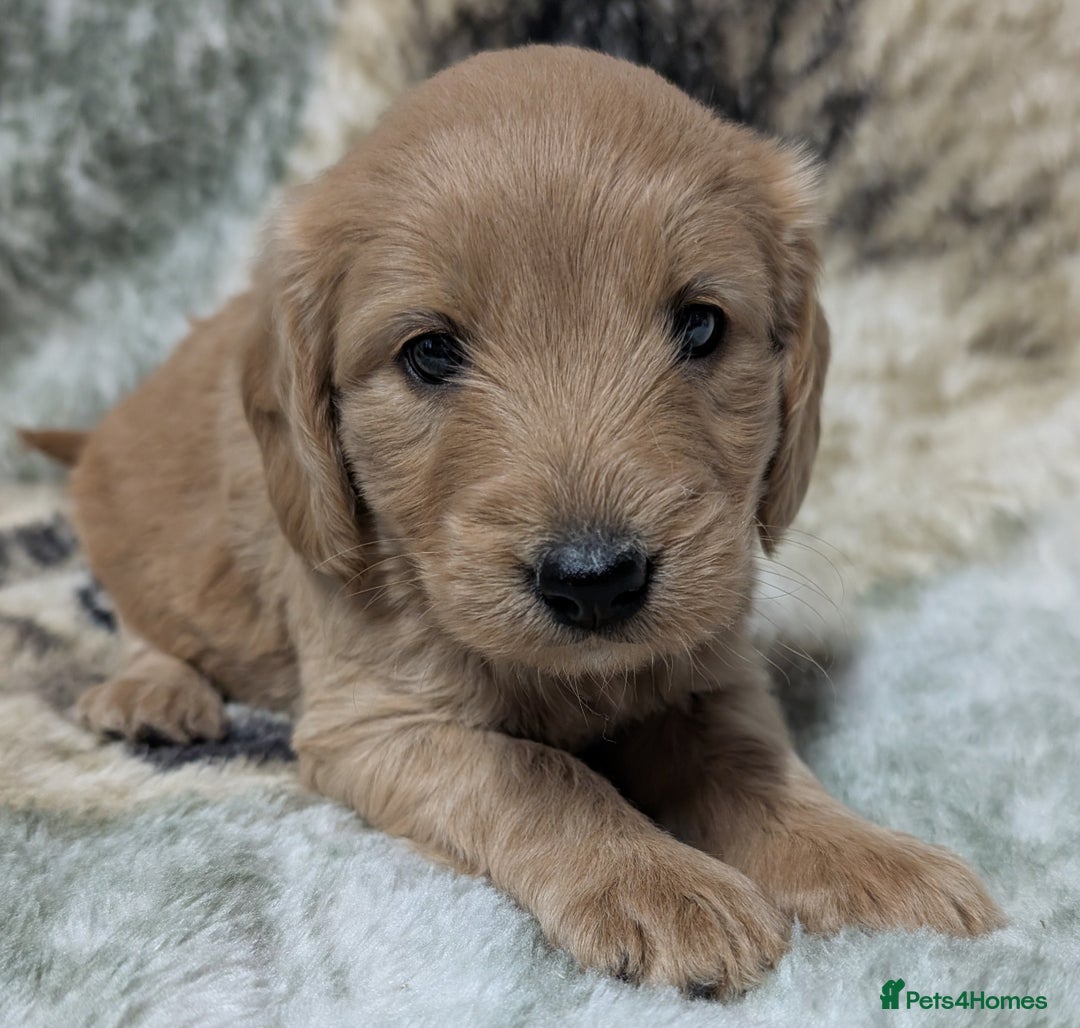 Mini Goldendoodle dogs for sale: Beautiful Mini Goldador Doodle puppies, DNA clear - Image 6