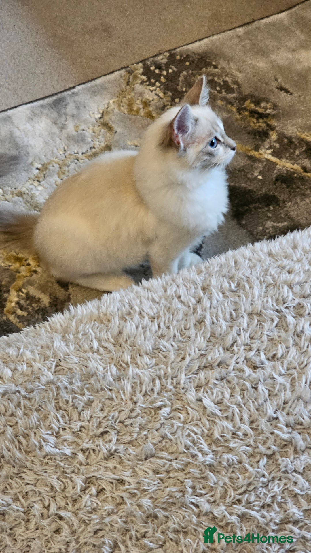 Ragdoll cats for sale: Champion dad Pedigree ragdolls GCCF  - Image 15