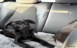 Mixed Breed dogs for sale: LAB X CANE CORSO PUP - Image 4