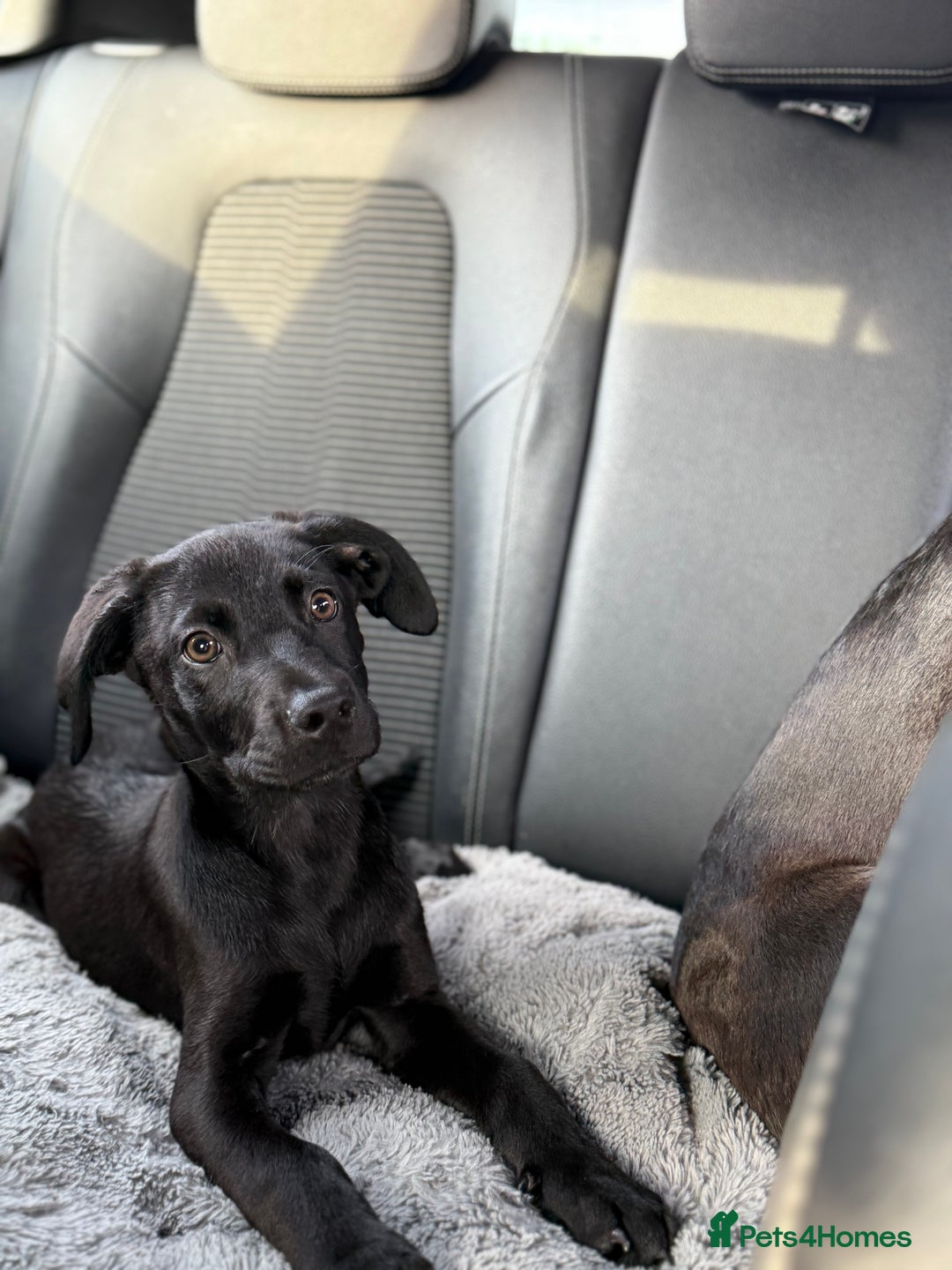 Mixed Breed dogs for sale: LAB X CANE CORSO PUP - Image 4