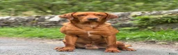 Labrador Retriever dogs for sale: Labrador Puppies - Advert 9