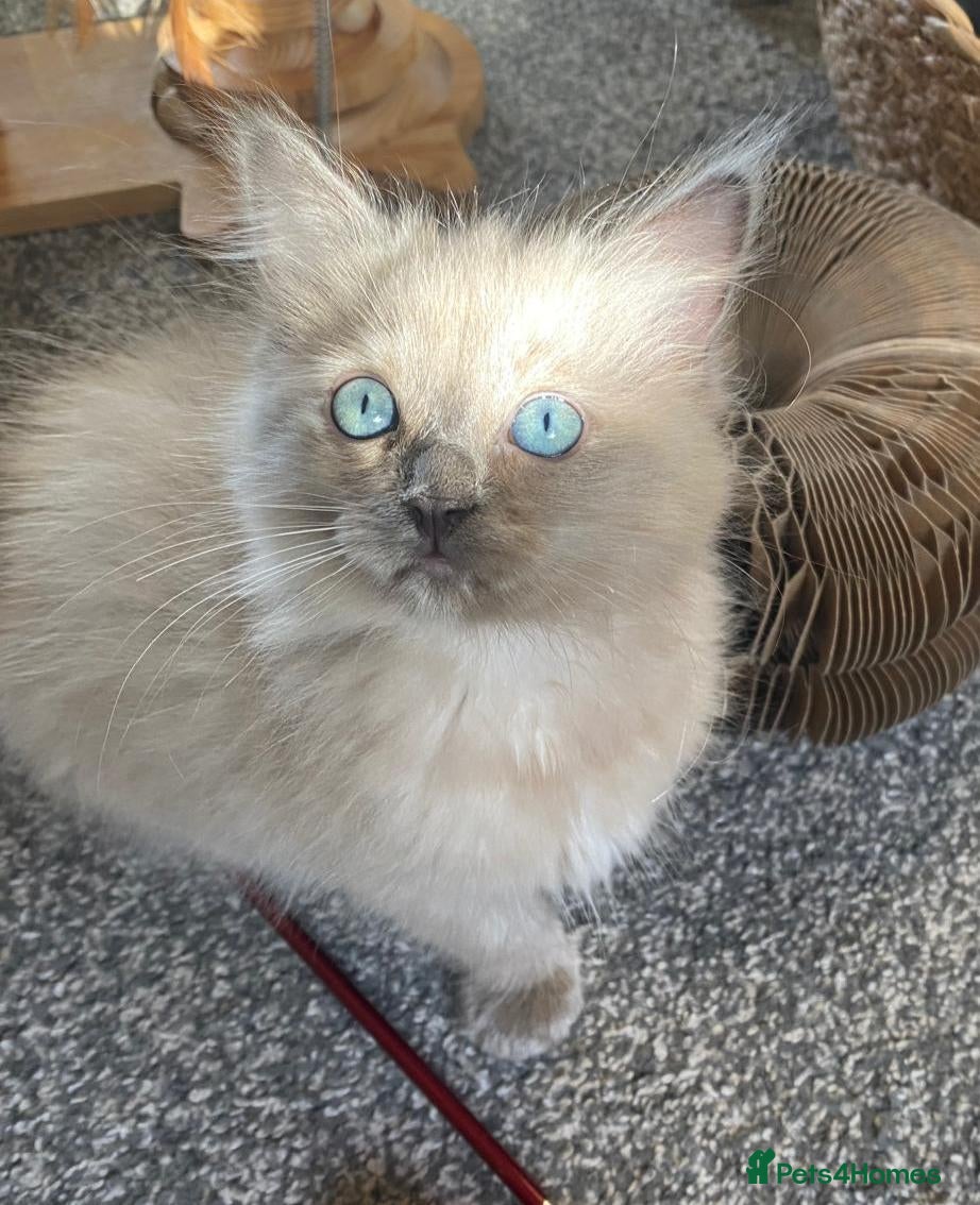 Ragdoll cats Pedigree TICA Cherubim Ragdolls - Advert 1