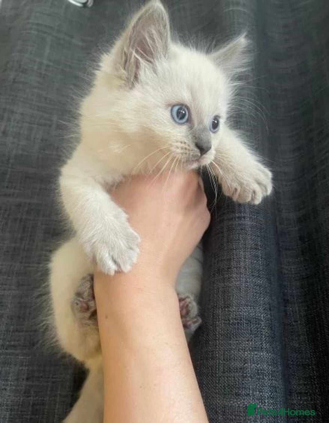 Ragdoll cats for sale: Humble Blue eyes Ragdoll kittens up for sales - Image 5